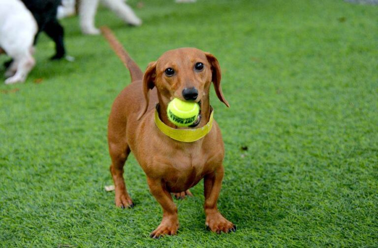 Pet-Friendly Perfection: Premium Grass Blades’ Artificial Turf Solutions