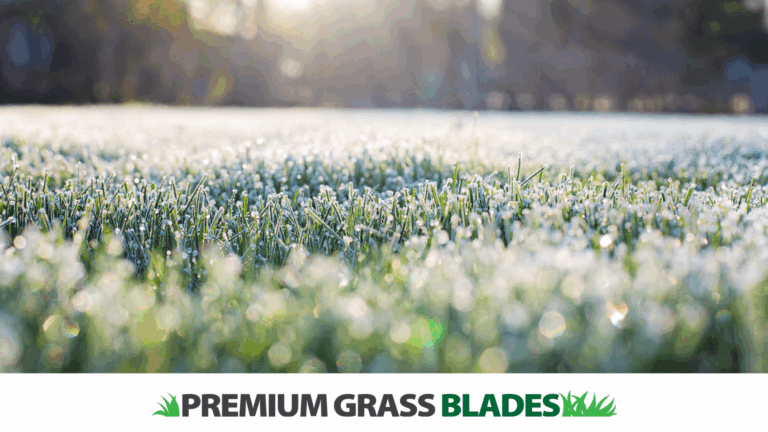 Frost on Grass