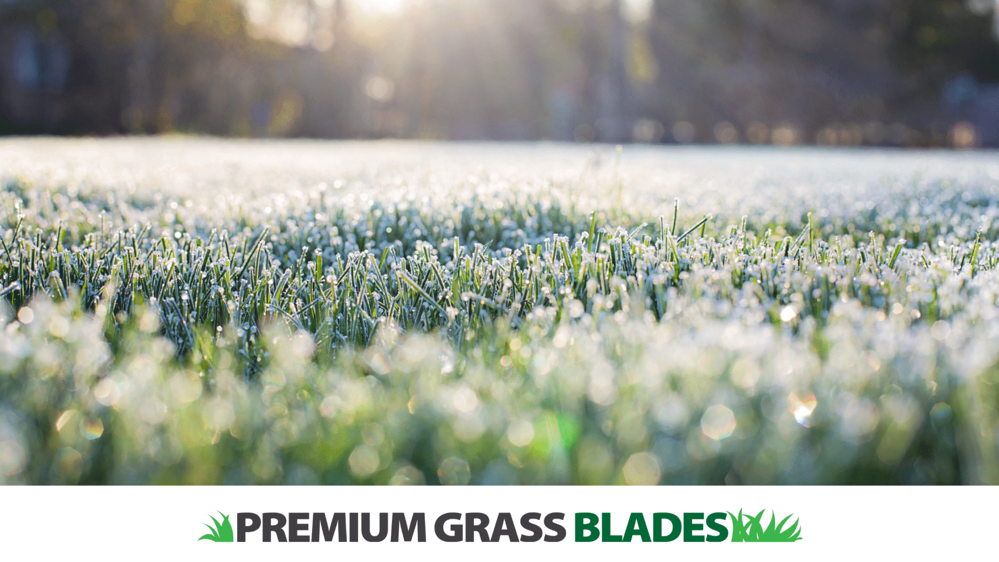 Frost on Grass