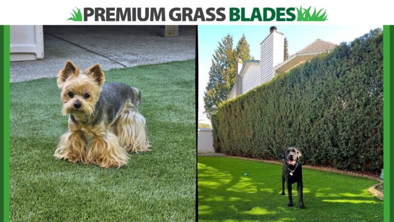 Pet-Friendly Lawns: Why Dogs (and Owners) Love Premium Grass Blades