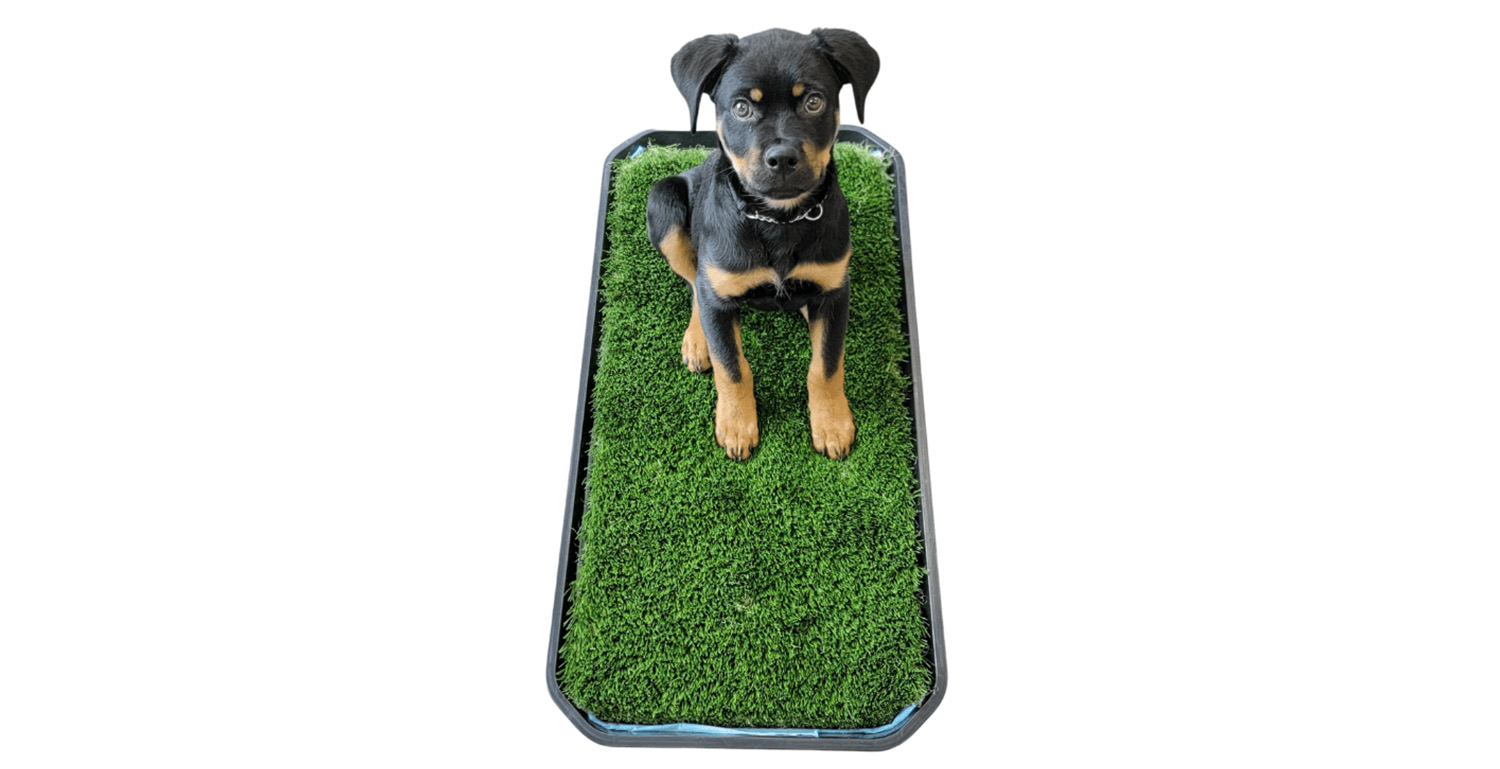 FULL DOG POTTY SYSTEM