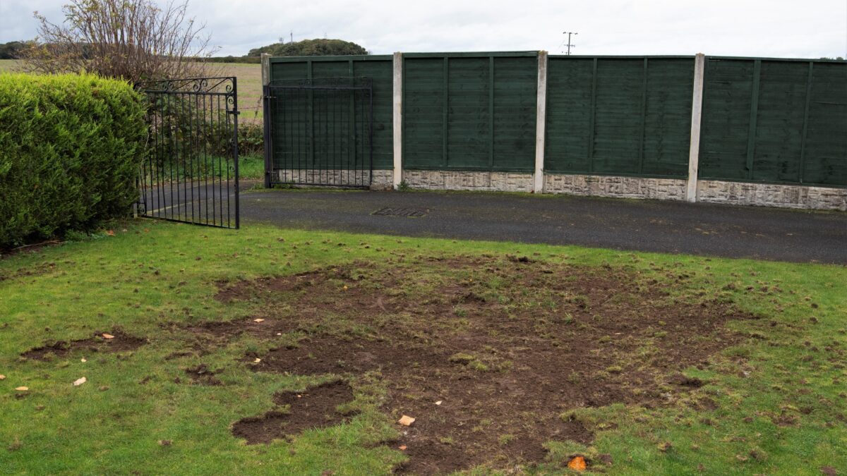 Turf Solution for Chafer Beetles | Premium Grass Blades