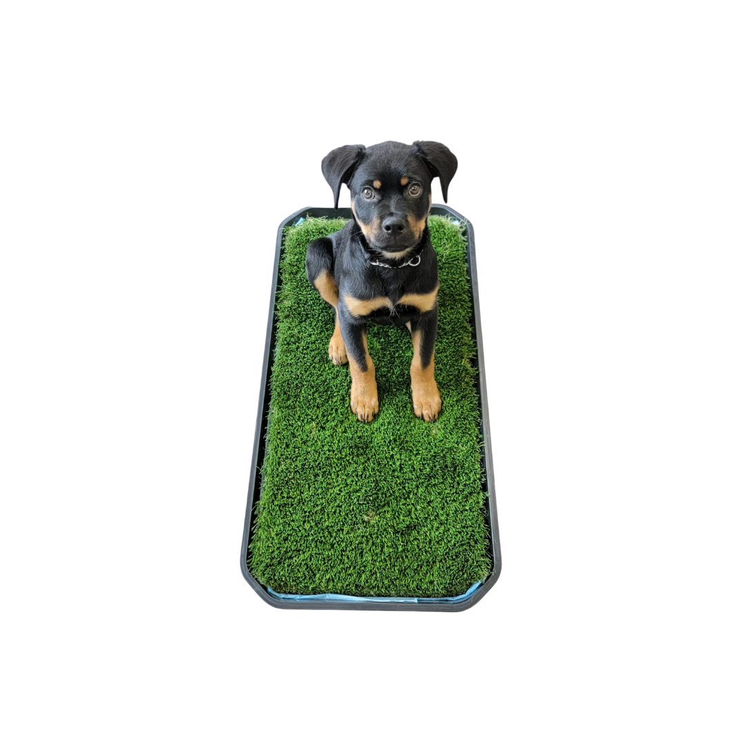 Premium Grass Blades’ Dog Potty Systems in Vancouver