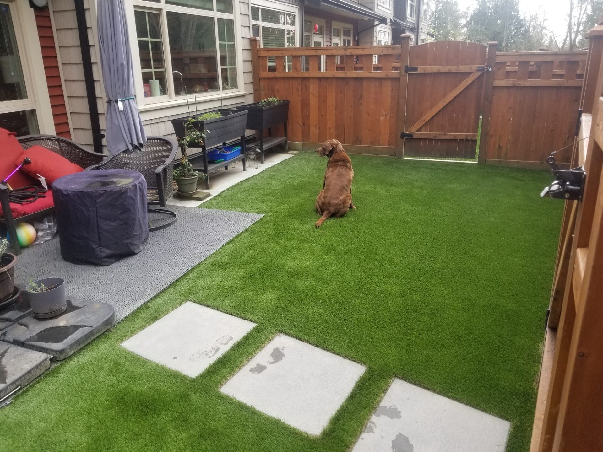 Premium Grass Blades Synthetic Artificial Turf: Pet Friendly EverGreen Turf for Dog Area in Maple Ridge