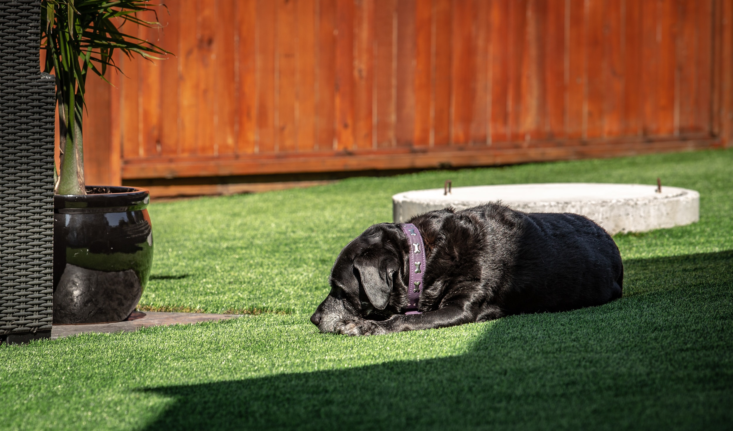 Premium Grass Blades Synthetic Artificial Turf: Dog sleeping on New Dog Friendly Jade line of Turf