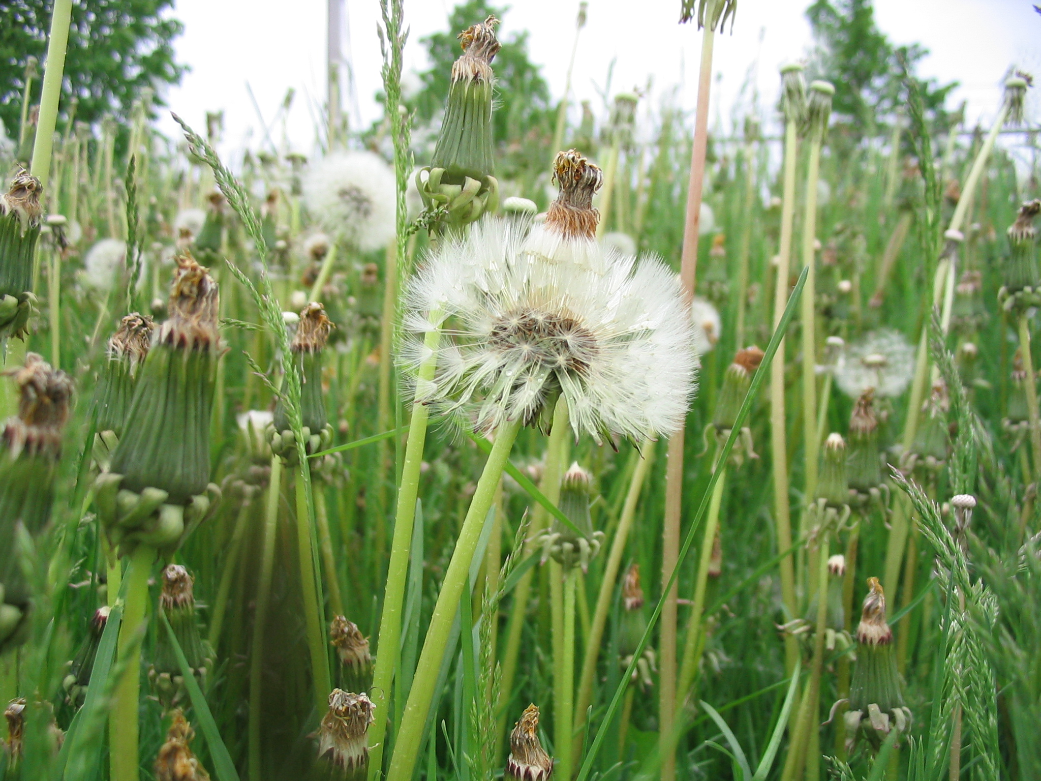 Weeds in a grassy field