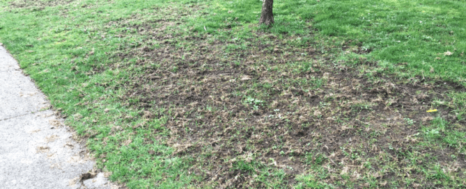 Lawn damage caused by the european chafer beetle