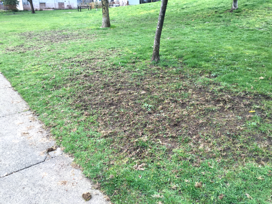 Lawn damage caused by the european chafer beetle