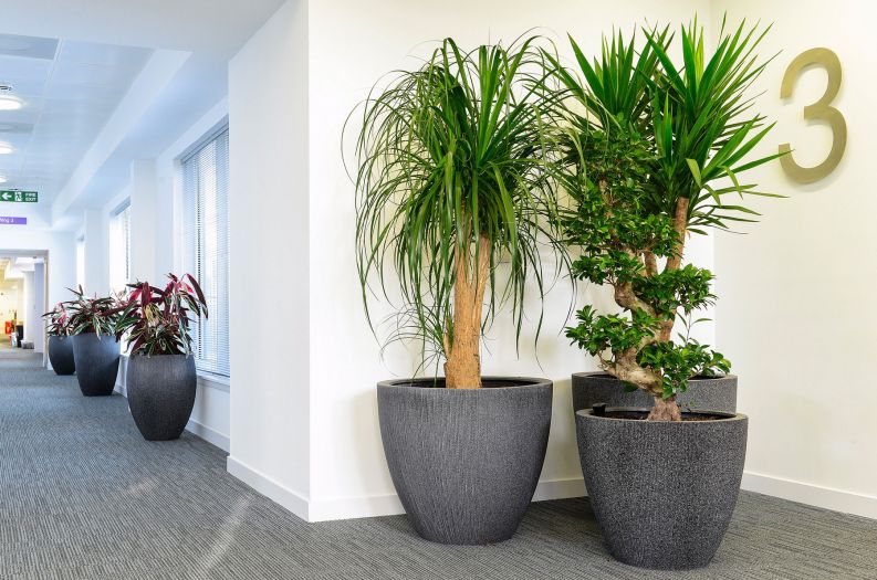 The Fascinating World of Indoor Artificial Palms Their Allure and Benefits