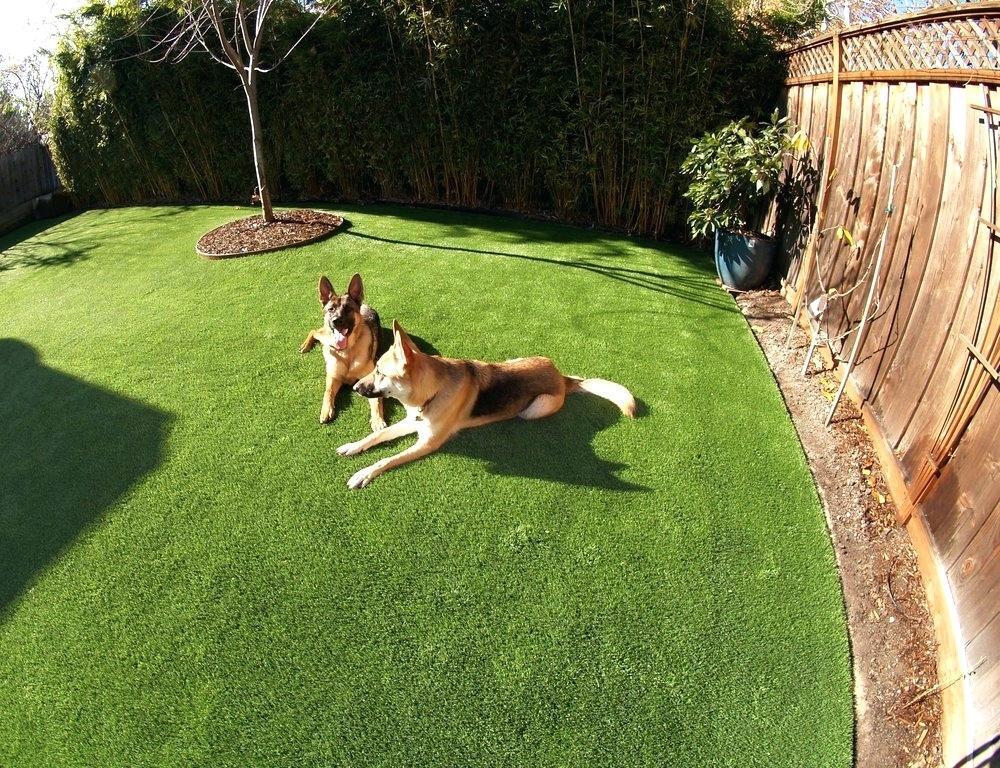 Simplifying Puppy Training With Premium Grass Blades Puppy Training Mats